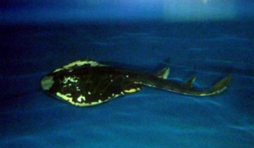 Magpie fiddler ray (Brett Williamson / ABC Adelaide, via the South Australian Research and Development Institute)