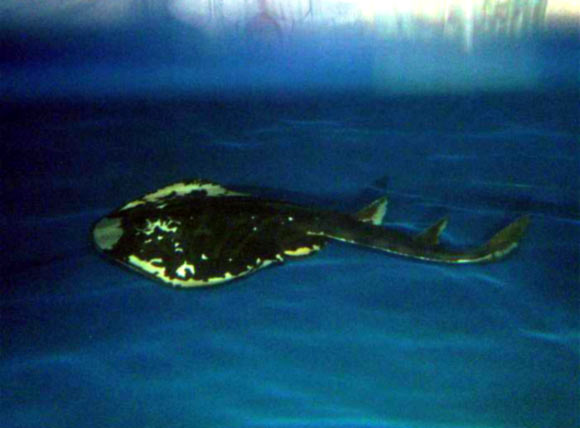 Magpie fiddler ray (Brett Williamson / ABC Adelaide, via the South Australian Research and Development Institute)