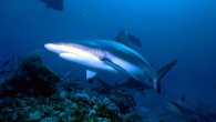 Grey reef shark, Carcharhinus amblyrhynchos (Albert Kok / CC BY-SA 3.0)