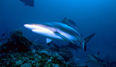 Grey reef shark, Carcharhinus amblyrhynchos (Albert Kok / CC BY-SA 3.0)