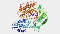 This illustration shows Tribolium castaneum telomerase catalytic subunit, TERT (Emskorda / CC BY-SA 3.0)