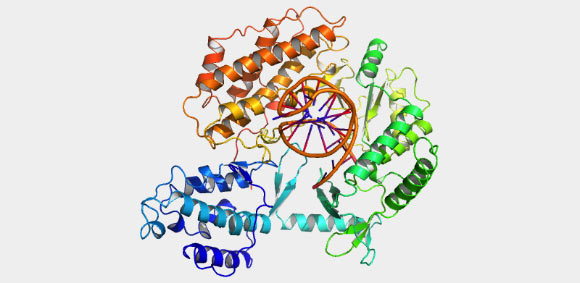 This illustration shows Tribolium castaneum telomerase catalytic subunit, TERT (Emskorda / CC BY-SA 3.0)