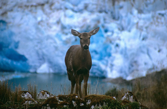 The South Andean deer, Hippocamelus bisulcus, is returning to former habitat thanks to collaborative conservation efforts (Alejandro Vila)