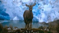 The South Andean deer, Hippocamelus bisulcus, is returning to former habitat thanks to collaborative conservation efforts (Alejandro Vila)