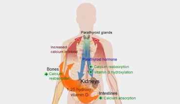This image illustrates calcium regulation in the human body, the role of vitamin D is shown in orange (Mikael Häggström)