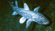 The African coelacanth, Latimeria chalumnae (Hans Fricke / Max-Planck Institute)