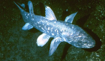 The African coelacanth, Latimeria chalumnae (Hans Fricke / Max-Planck Institute)