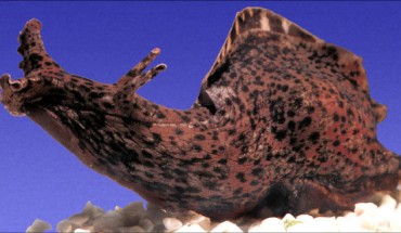 The California sea hare, Aplysia californica