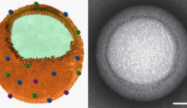 Left: schematic structure of a toxin nanosponge. Right: zoomed-in view of a single toxin-absorbed nanosponge, scale bar - 20 nm (Che-Ming J. Hu et al / Zhang Research Lab)