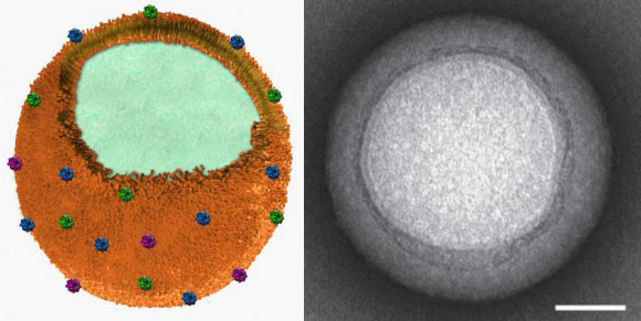 Left: schematic structure of a toxin nanosponge. Right: zoomed-in view of a single toxin-absorbed nanosponge, scale bar - 20 nm (Che-Ming J. Hu et al / Zhang Research Lab)