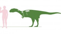 Outline of Dahalokely tokana with a human for scale, showing known bones in white and missing areas patterned after related animals (Andrew Farke / Joseph Sertich)