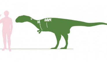 Outline of Dahalokely tokana with a human for scale, showing known bones in white and missing areas patterned after related animals (Andrew Farke / Joseph Sertich)