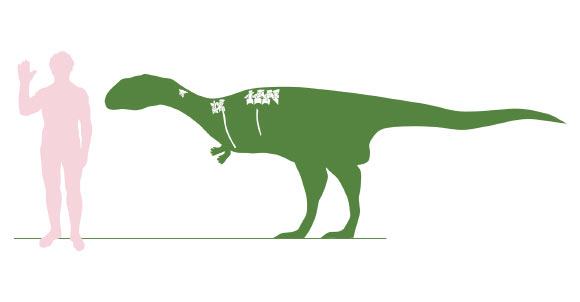 Outline of Dahalokely tokana with a human for scale, showing known bones in white and missing areas patterned after related animals (Andrew Farke / Joseph Sertich)
