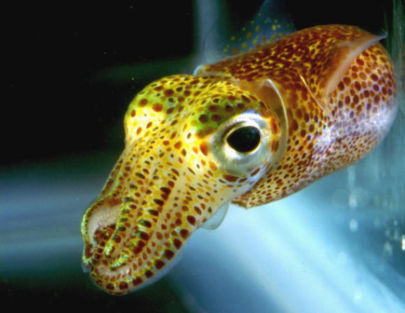 The Hawaiian bobtail squid seems to have its biological rhythms regulated by a symbiotic bacterium (William Ormerod / Margaret McFall-Ngai)