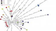 This image shows phylogenetic network of 39 prehistoric mitochondrial genomes sorted into two groupings - Early Neolithic, left, and Mid-to-Late Neolithic, right. Node colors represent archaeological cultures. LBK - Linear Pottery Culture (Paul Brotherton et al)
