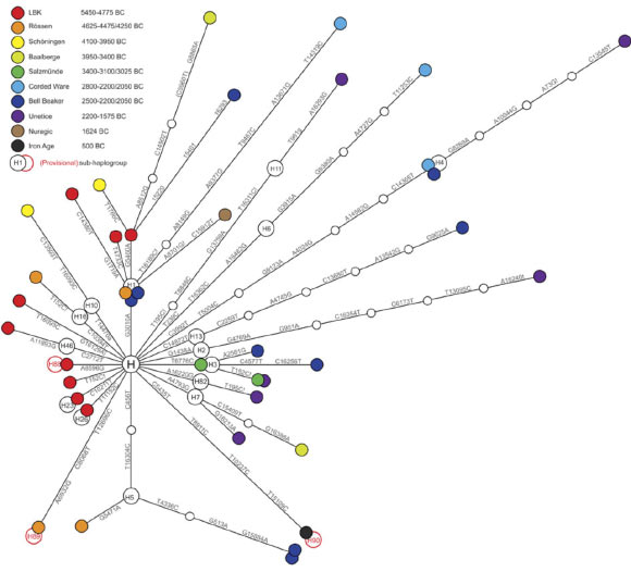 This image shows phylogenetic network of 39 prehistoric mitochondrial genomes sorted into two groupings - Early Neolithic, left, and Mid-to-Late Neolithic, right. Node colors represent archaeological cultures. LBK - Linear Pottery Culture (Paul Brotherton et al)