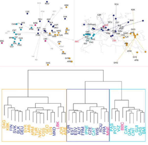 Top left: population affinities of Neolithic cultures. Figure based on the frequencies of 15 sub-haplogroups from 37 present-day Western Eurasian and 3 ancient populations: light blue - Western Europe; dark blue - Central and Eastern Europe; orange - Near East, Caucasus and Anatolia; and pink - ancient samples. Populations are abbreviated as follows: GAL, Galicia; CNT, Cantabria; CAT, Catalonia; GAS, Galicia/Asturia; CAN, Cantabria2; POT, Potes; PAS, Pasiegos; VIZ, Vizcaya; GUI, Guipuzcoa; BMI, Basques; IPNE, Iberian Peninsula Northeast; TUR, Turkey; ARM, Armenia; GEO, Georgia; NWC, Northwest Caucasus; DAG, Dagestan; OSS, Ossetia; SYR, Syria; LBN, Lebanon; JOR, Jordan; ARB, Arabian Peninsula; ARE, Arabian Peninsula2; KBK, Karachay-Balkaria; MKD, Macedonia; VUR, Volga-Ural region; FIN, Finland; EST, Estonia; ESV, Eastern Slavs; SVK, Slovakia; FRA, France; BLK, Balkans; DEU, Germany; AUT, Austria, ROU, Romania; FRM, France Normandy; WIS, Western Isles; CZE, Czech Republic; LBK, Linear pottery culture; BBC, Bell Beaker culture; MNE, Middle Neolithic. Top right: procrustes analyses of geographic coordinates and principal component analysis scores of the same data set. Bottom: ward clustering dendrogram of the 3 ancient groups and present-day populations (Paul Brotherton et al)