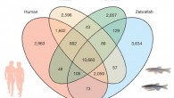 Orthologue genes shared between the zebrafish, human, mouse and chicken genome (Kerstin Howe et al)