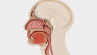 U.S.-Israeli team found that schizophrenia patients have elevated levels of a specific microRNA in the olfactory neuroepithelium (Patrick J. Lynch / CC BY 2.5)