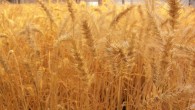 Elevated levels of the Nitrogen-15 isotope detected in plant macrofossils from a Neolithic farming village near Falköping, Sweden, indicate that its inhabitants may have used fertilizers to grow barley and wheat (Agricultural Research Service / Usda.gov)