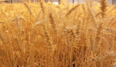 Elevated levels of the Nitrogen-15 isotope detected in plant macrofossils from a Neolithic farming village near Falköping, Sweden, indicate that its inhabitants may have used fertilizers to grow barley and wheat (Agricultural Research Service / Usda.gov)