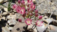 Allium spathulatum, a close relative to the newly found Allium formosum (Georgy Lazkov / CC-BY 3.0)