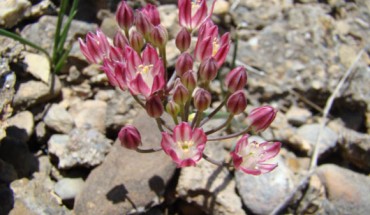 Allium spathulatum, a close relative to the newly found Allium formosum (Georgy Lazkov / CC-BY 3.0)