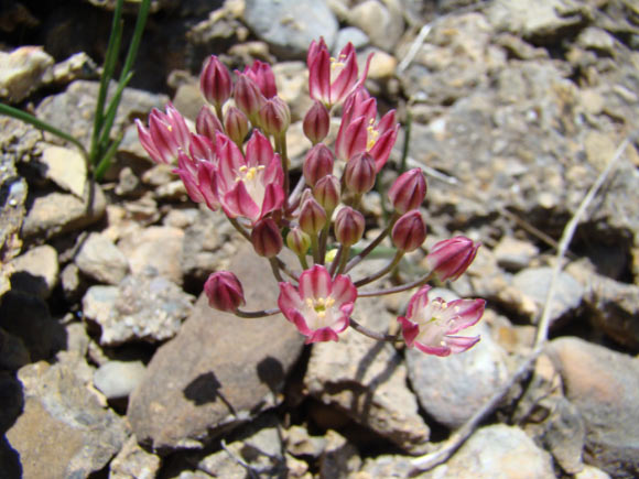 Allium spathulatum, a close relative to the newly found Allium formosum (Georgy Lazkov / CC-BY 3.0)