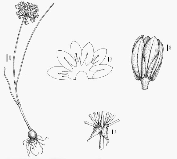 A line drawing of the new species Allium formosum (Nijolė Kalinauskaitė / CC-BY 3.0)