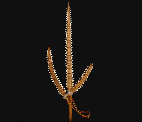 An example of a Gilbertese shark tooth weapon (Drew J et al)