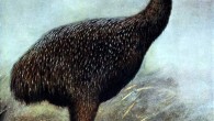 Restoration of the Lesser Megalapteryx, also known as the Upland moa, Megalapteryx didinus. The Lesser Megalapteryx was the last moa species to become extinct (Lionel Walter Rothschild)