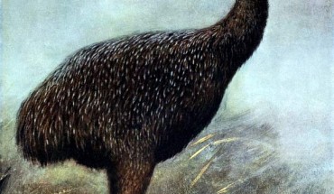 Restoration of the Lesser Megalapteryx, also known as the Upland moa, Megalapteryx didinus. The Lesser Megalapteryx was the last moa species to become extinct (Lionel Walter Rothschild)