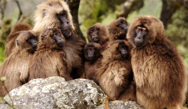 A family group of geladas (Dave Watts / CC BY 2.0)