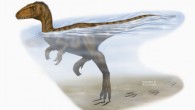 Carnivorous two-legged dinosaur swimming in a river, making claw marks as it touches bottom with its tiptoes (Nathan E. Rogers)