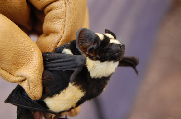 This image show the beautiful bat species Niumbaha superba (DeeAnn Reeder / Bucknell University)