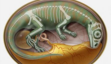 Semitransparent flesh reconstruction of embryonic dinosaur inside egg, with skeleton (D. Mazierski)