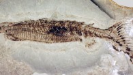 Euphanerops, a fossil jawless fish that lived some 370 million years ago (Robert S. Sansom et al / Biology Letters)