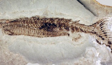 Euphanerops, a fossil jawless fish that lived some 370 million years ago (Robert S. Sansom et al / Biology Letters)