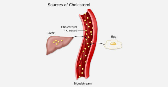 Sources of cholesterol (University of California, San Francisco)