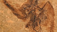 Specimen of Eocypselus rowei (Daniel T. Ksepka et al)