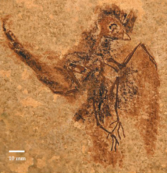 Specimen of Eocypselus rowei (Daniel T. Ksepka et al)