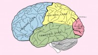 Lobes of the human cerebrum