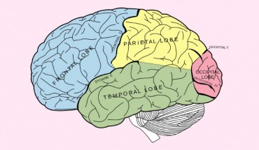 Lobes of the human cerebrum