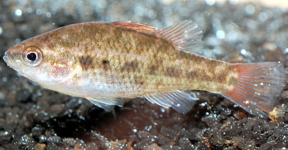 The Little Pygmy Perch, Nannoperca pygmaea, is found in Western Australia (Murdoch University, via freshwaterfishgroup.com)