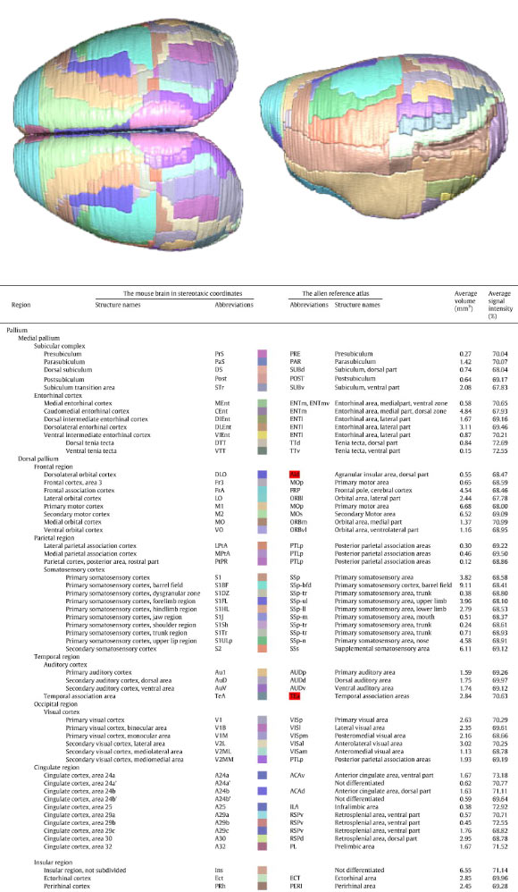 3D surface renderings of the mouse neocortex. Color codes for all segmented regions are shown below (Jeremy F.P. Ullmann et al)