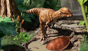 Reconstruction of Acrotholus audeti (Julius Csotonyi)