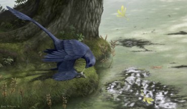 Artist's conception of Microraptor, a small flying dinosaur, eating a fish it has caught (Emily Willoughby)