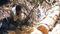A sago palm being harvested for sago production in Papua New Guinea (Toksave / CC BY-SA 3.0)