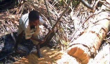 A sago palm being harvested for sago production in Papua New Guinea (Toksave / CC BY-SA 3.0)