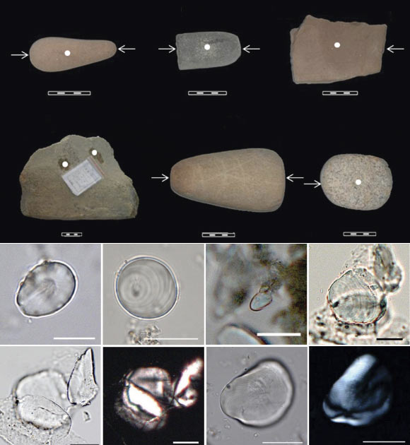 Top: stone tools examined for starch residues; scale bars - 5 cm. Bottom: ancient starches recovered from residues on the stone tools - Caryota sp., Corypha sp., possibly Arenga sp., Musa sp.; scale bars - 20 µm. (Yang X et al)